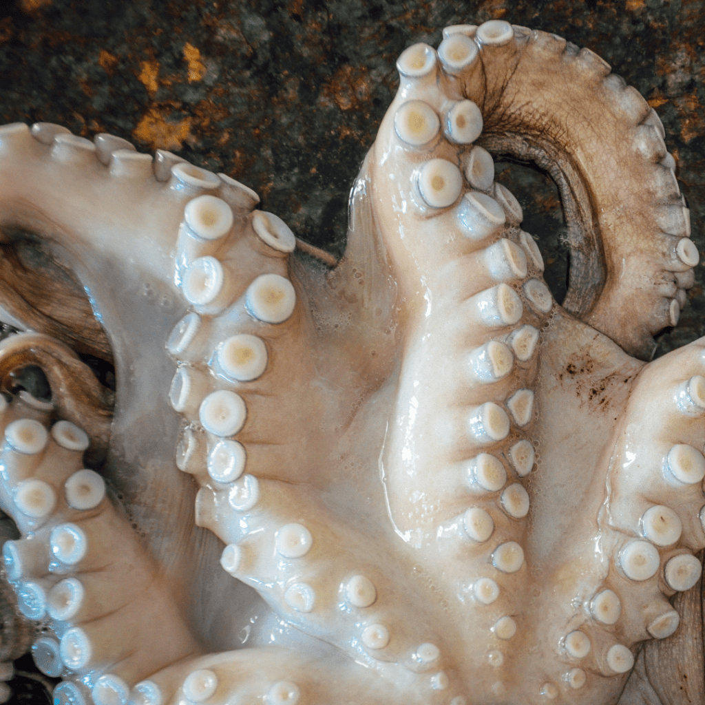 ALT pulpo maya fresco