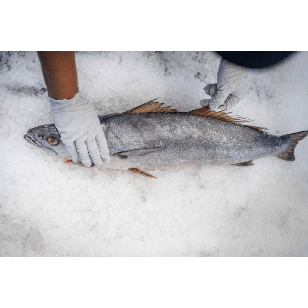 pescado cabicucho silvestre